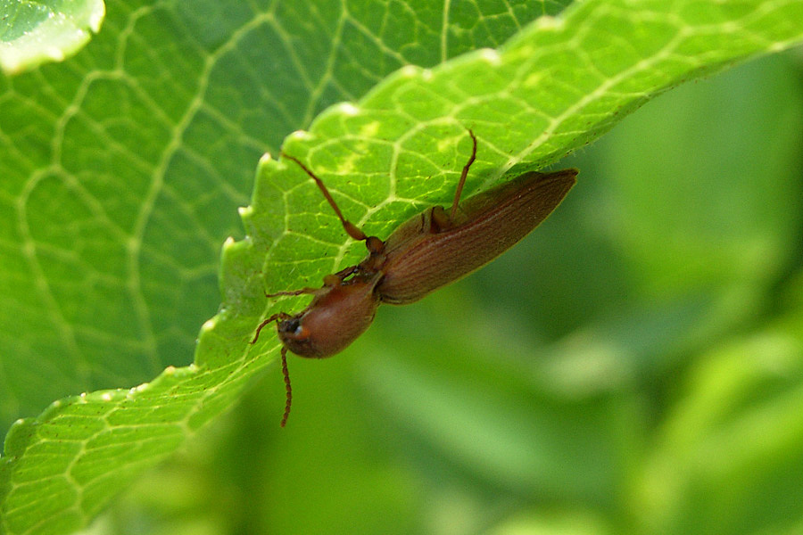 Elateridae